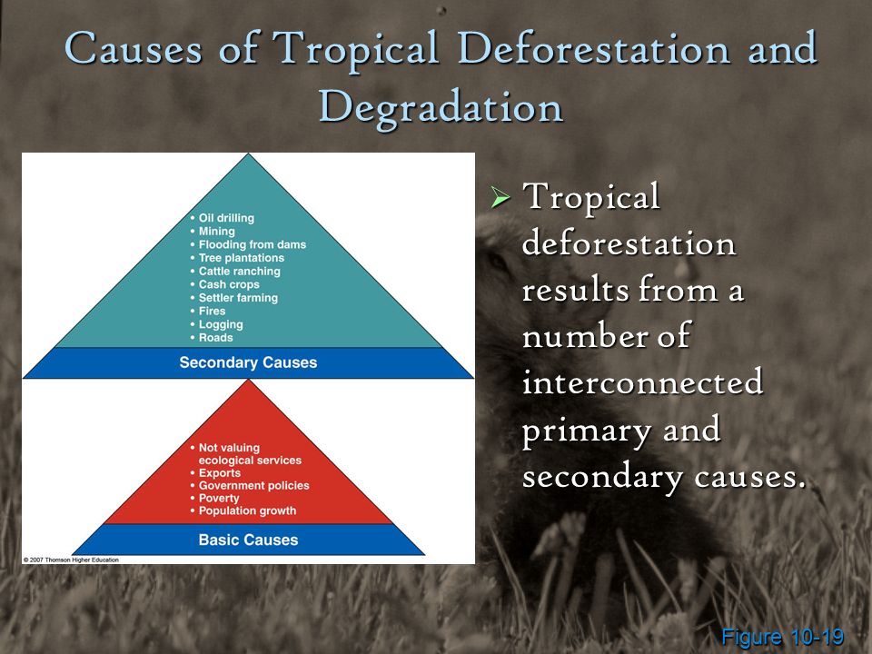 8 Fantastic Solutions to Deforestation